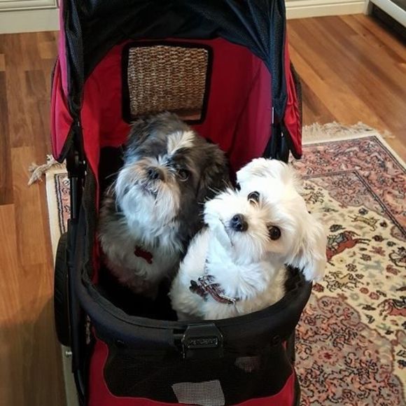 Meet your Posher, Alec - Picture 1 of 1